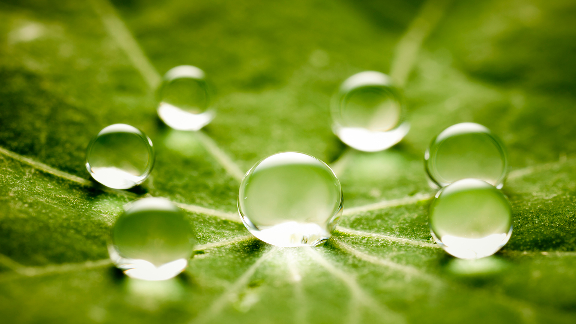 A green leave with water droplets sitting on top